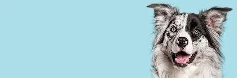 Collier anti puce et tique pour chien