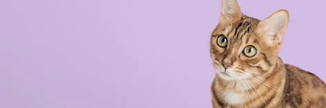 Remorque à vélo pour chat