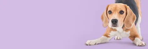 Remorque à vélo pour chien