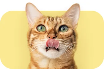Produits pour chats