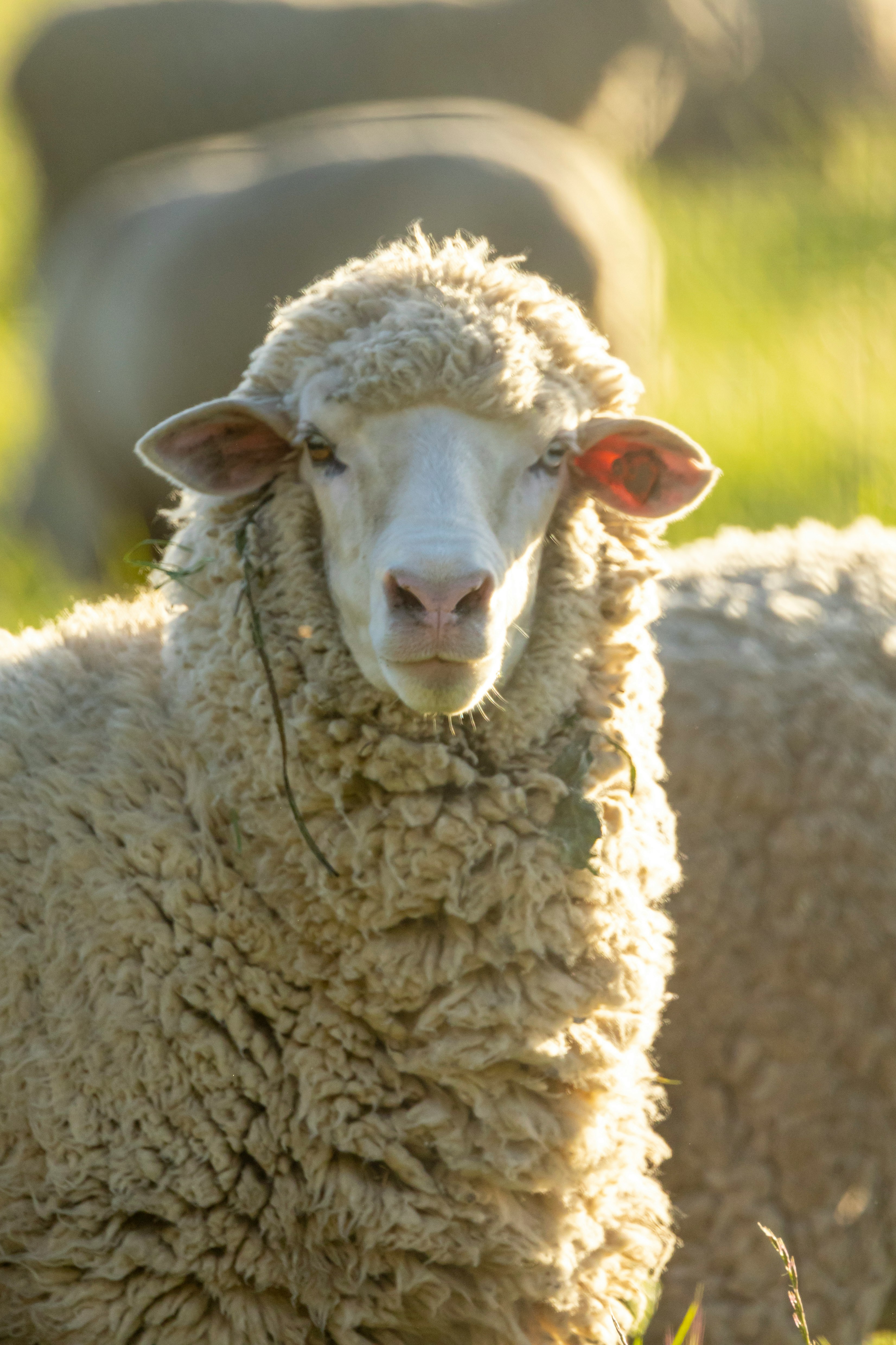 Produits pour moutons
