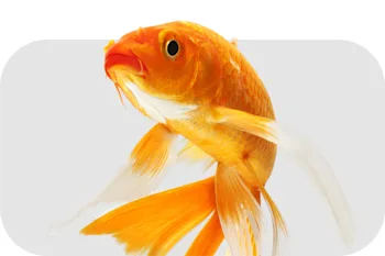 Produits pour poissons