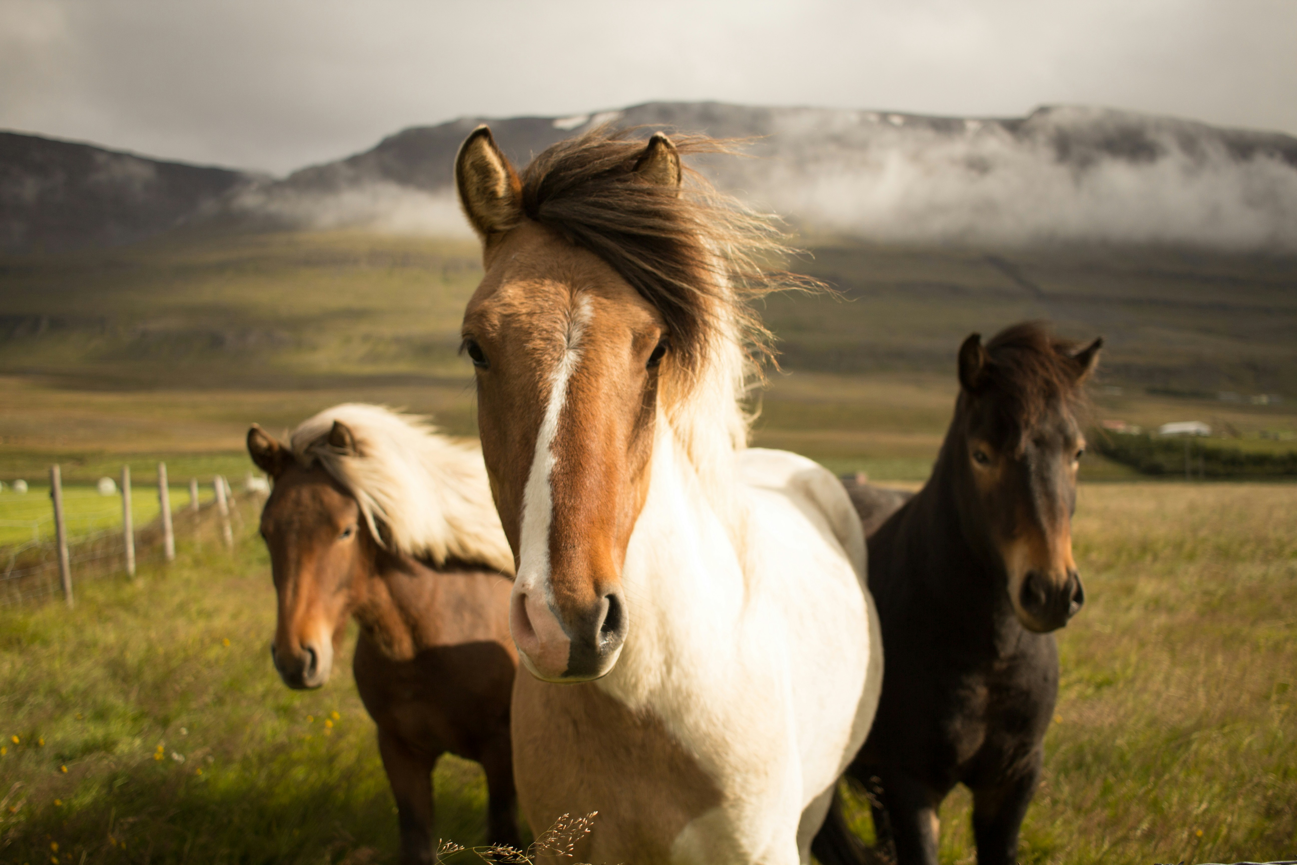 Poneys