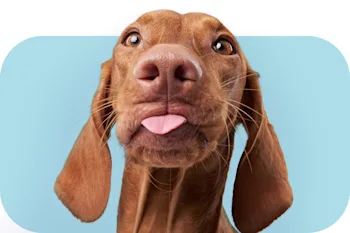 Produits pour chiens