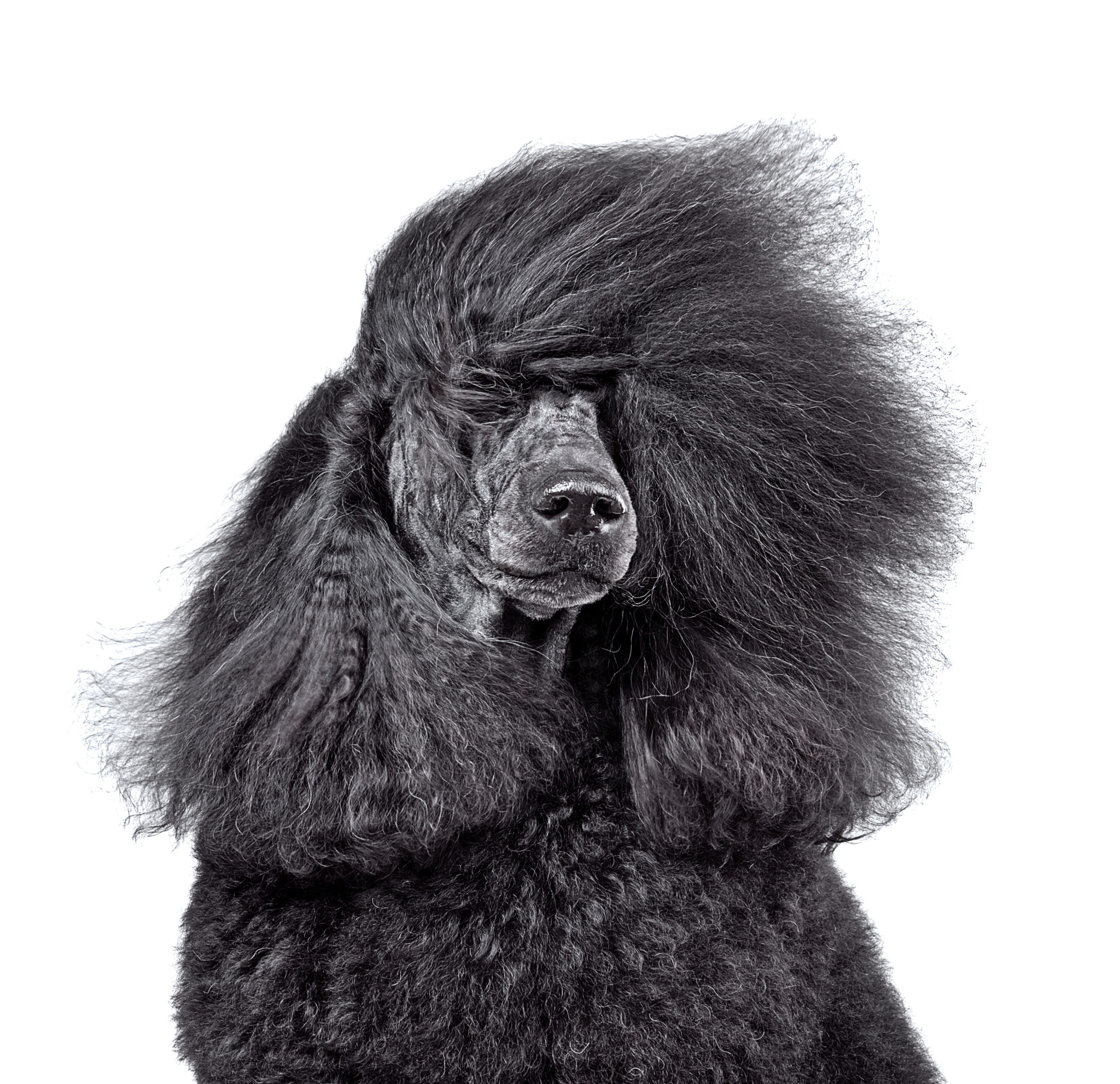 Caniche noir toiletté - Professional grooming