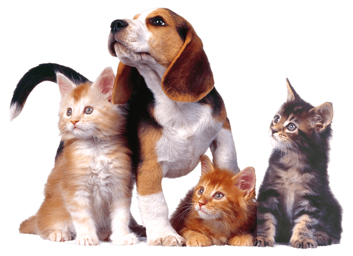 Groupe d'animaux - chien et chats ensemble